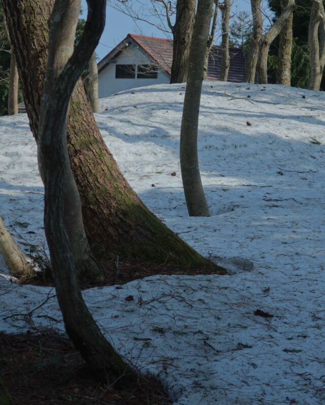 ・
木々のあいだに積もった雪は、固く凍りついたまま、
時おり冷たい風となって、森を吹き抜けます。

春が近づいても、長く残る雪は、
山野草たちを守る防壁となりますが、
増え続ける鹿たちによって、
その若芽が美味しそうに食べられた痕も、あちらこちらに残っています。

この時期の楽しみは、日ごとに変わる「香り」です。
雪が溶け、湿った土が春の日差しを浴びて放つ香り。
山頂まで届く春風が運んでくる、かすかな潮の香り。
そして、自宅で大量発生しているカメムシの香り。

冬のあいだは、音も香りも雪に吸い込まれ、
静けさに包まれていましたが、
その静寂を溶かすように、また異なる形で自然と向き合う季節が訪れています。

——— ENG ———

The snow, gathered between the trees, remains frozen and firm, occasionally drifting through the forest as a cold, whispering wind.

——— KOR ———

나무들 사이에 쌓인 눈은 단단히 얼어붙어 있으며, 때때로 차가운 바람이 되어 숲을 가로질러 지나갑니다.

・
・
・

#mairingendistillery #gin #japan #kyoto #kyotango #distillery  #nature #京丹後舞輪源蒸留所 #舞輪源蒸留所 #舞輪源 #マイリンゲン #クラフトジン #ジン #お酒 #京都 #京丹後 #薬草 #野草 #自然 #술 #일본 #증류소 #교토