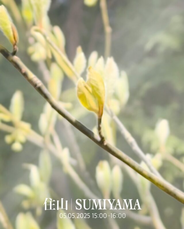 【 住山 | SUMIYAMA 】

クロモジ茶を飲みましょう！

今回のSUMIYAMAでは、花を咲かせているクロモジを一緒に「採取」し、熱した石で「焙煎」したものを、山を眺めながらお楽しみいただけます。

GW特別営業日の開催になりますので、見学などでお越しの際は、ぜひご参加ください。

DAY : 2025 / 5 / 5 ( MON ) 
TIME : 15:00 - 16:00頃

▶︎ 参加ご希望の方はDMお待ちしております ◀︎
（ 参加費 1人 500円 | 定員あり ）

- - - - - - - - SUMIYAMA - - - - - - - - - - - - 
京丹後舞輪源蒸留所のある地域は、
かつて「住山（すみやま）」と呼ばれ、
人々の暮らしが営まれていました。

「SUMIYAMA」は、住んでいた人々が
笑いながら語り合っていた、
そんな情景が目に浮かぶような時間です。

いつもの生活から少し離れて、
自然の流れに身をゆだねるひとときを
過ごしていただけたら嬉しいです。
- - - - - - - - - - - - - - - - - - - - - - - - - - -

——— ENG ———

Let’s enjoy Kuromoji tea together!
During this special SUMIYAMA event, you can harvest blooming Kuromoji, roast it using heated stones, and enjoy a cup of tea while gazing at the mountains.

This will be held as part of our special Golden Week opening.
If you're visiting for a tour or any other reason, we’d love for you to join us!

——— KOR ———

함께 쿠로모지 차를 즐겨보세요!
이번 SUMIYAMA에서는 꽃이 핀 쿠로모지를 직접 채취하고, 달궈진 돌로 볶은 후, 산을 바라보며 차를 즐기실 수 있습니다.

이번 행사는 골든위크 특별 영업일에 진행됩니다.
견학 등으로 방문하시는 분께서는 꼭 참여해 보시기 바랍니다!

・
・
・

#mairingendistillery #gin #japan #kyoto #kyotango #distillery  #nature #京丹後舞輪源蒸留所 #舞輪源蒸留所 #舞輪源 #マイリンゲン #クラフトジン #ジン #お酒 #京都 #京丹後 #薬草 #野草 #自然 #술 #일본 #증류소 #교토