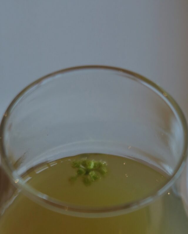 ［ 住山 | SUMIYAMA ］

ご来村ありがとうございました。 

この日はクロモジの採取に出かけ、その後はクロモジ茶づくり。 

蒸留所内を吹き抜ける肌寒い風に、
焙煎されたクロモジの香りが広がる。
こどもの日らしい、賑やかな住山となりました。 

前日に蒸留所にお越しになった @arukobust さんのお話によると、 この住山（蒸留所周辺の地域）は、かつて周囲の山頂付近に暮らす人々の集会所だったそうです。 
提灯を下げ、列をなして人々が集まっていた…

そうした人の流れが、少しずつでもこの場所に蘇ったら面白いな。 
そんな想いを込めて、「住山 | SUMIYAMA」を開催しています。

——— ENG ———

On this day, we went out to forage kuromoji (Japanese spicebush), and later made kuromoji tea.

According to someone who visited the distillery the day before,
Sumiyama—the area around our distillery—used to be a gathering place for people who lived near the surrounding mountain peaks.
They say people would come together in a line, lanterns in hand.

With the hope that such a gentle flow of people might one day return to this place,
we continue to hold “Sumiyama | 住山.”

——— KOR ———

이 날은 쿠로모지를 채취하러 나가고, 이후에는 쿠로모지 차를 만들었습니다.

전날 증류소를 방문하신 한 분의 이야기에 따르면,
스미야마(증류소 주변 지역)는 한때 주변 산 정상 부근에 살던 사람들이 모이던 집회 장소였다고 합니다.
사람들은 등불을 들고 줄을 지어 모여들었다고 해요.

그런 사람들의 흐름이 이곳에 다시 천천히 되살아나면 좋겠다는 바람을 담아,
저희는 ‘스미야마 | 住山’을 계속해서 열고 있습니다.

・
・
・

#mairingendistillery #gin #japan #kyoto #kyotango #distillery  #nature #京丹後舞輪源蒸留所 #舞輪源蒸留所 #舞輪源 #マイリンゲン #クラフトジン #ジン #お酒 #京都 #京丹後 #薬草 #野草 #自然 #술 #일본 #증류소 #교토